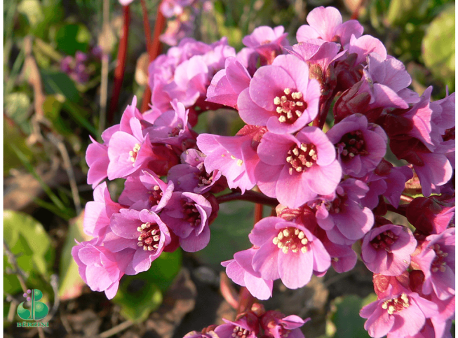 Bergenia cordifolia